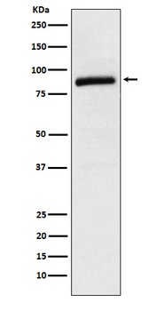 Cullin 2 Rabbit Monoclonal Antibody