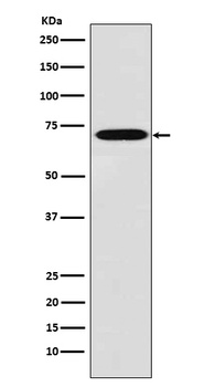 Plastin L Rabbit Monoclonal Antibody