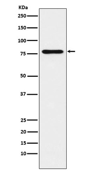 SUN2 Rabbit Monoclonal Antibody