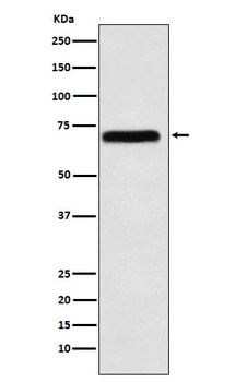 NXF1 Rabbit Monoclonal Antibody