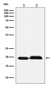 SRSF3 Rabbit Monoclonal Antibody