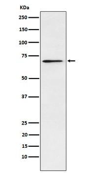 Plastin L Rabbit Monoclonal Antibody