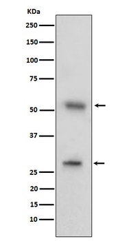 CD97 Rabbit Monoclonal Antibody