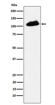 Phospho-KAP1 (S824) Rabbit Monoclonal Antibody