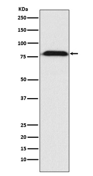 MAD1 Rabbit Monoclonal Antibody