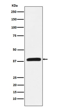 CRKL Rabbit Monoclonal Antibody