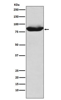 MALT1 Rabbit Monoclonal Antibody