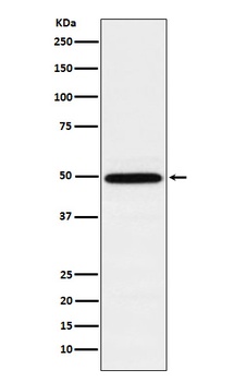 TIP49A Rabbit Monoclonal Antibody