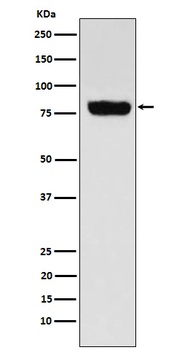 SLC22A3 Rabbit Monoclonal Antibody