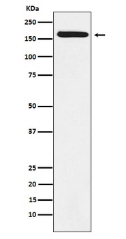 BAT3 Rabbit Monoclonal Antibody