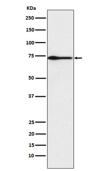 PROS1 Rabbit Monoclonal Antibody