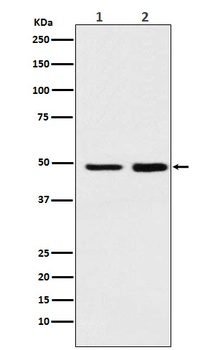 MAT2A Rabbit Monoclonal Antibody