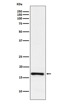LMO4 Rabbit Monoclonal Antibody