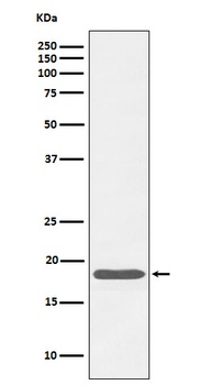 Caveolin-3 Rabbit Monoclonal Antibody