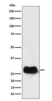 HLA DMB Rabbit Monoclonal Antibody