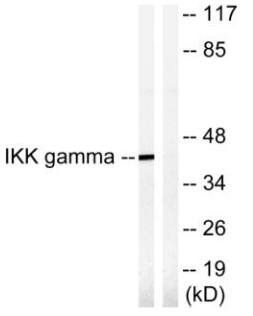 IKK-γ (Ab-85) Antibody