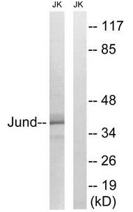 JunD (Ab-255) Antibody