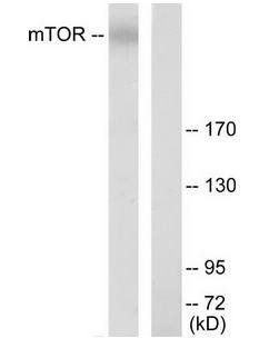 mTOR (Ab-2448) Antibody