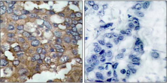 Src (Ab-529) Antibody