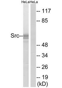 Src (Ab-529) Antibody