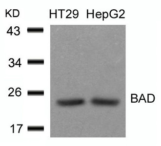 Bad (Ab-136) Antibody