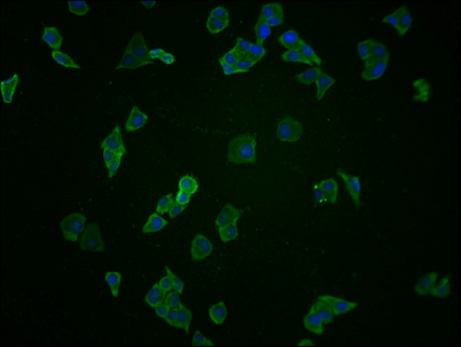 BAG3 Antibody