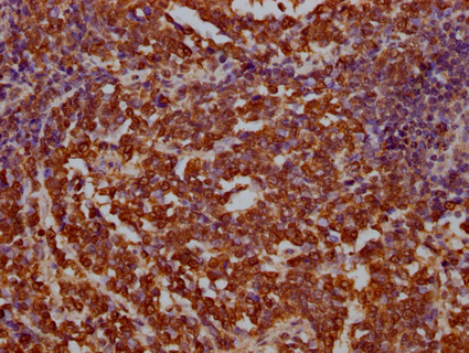 BAG3 Antibody