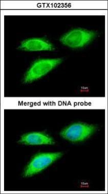 BAG5 antibody [N1N3]