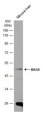 BAG5 antibody [N1N3]