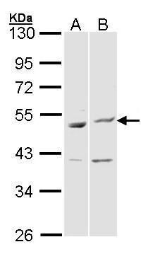 BAG5 antibody [N1N3]