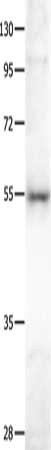 BAIAP2 Antibody