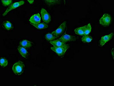 BAIAP2 Antibody