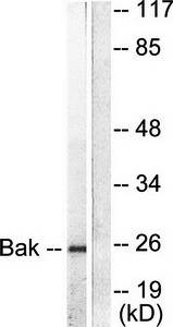 Bak Antibody