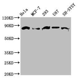 BARD1 Antibody