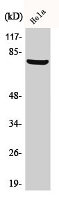 BARD1 Antibody