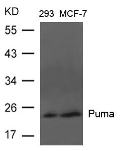 BBC3 Antibody
