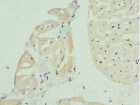 BCAP29 Antibody