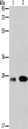 BCL2A1 Antibody
