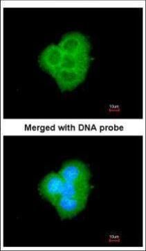 BCL2L10 antibody [N2C2], Internal