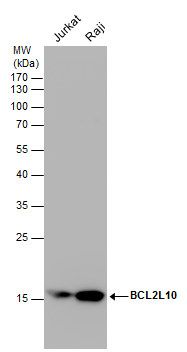 BCL2L10 antibody [N2C2], Internal