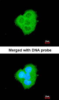 BCL2L10 antibody