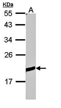BCL2L10 antibody