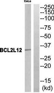 BCL2L12 Antibody