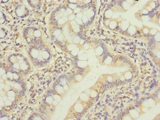 BCL2L15 Antibody