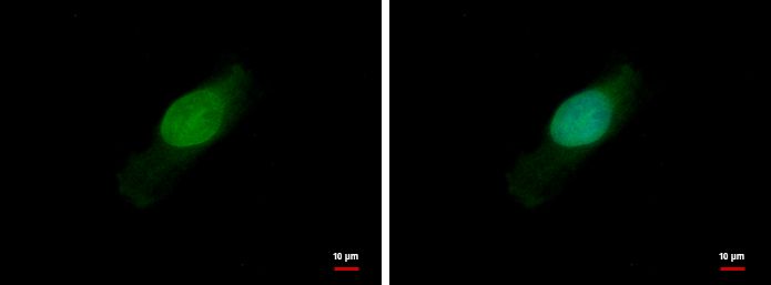 BCL2L15 antibody