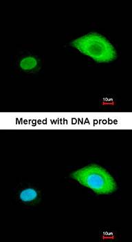 BCL2L15 antibody