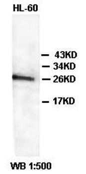 BCL2L2 Rabbit Polyclonal Antibody