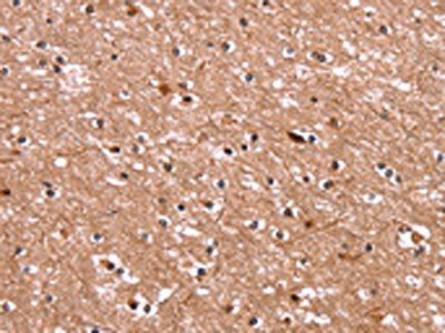 BCL6 Antibody