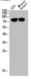 BCL6 Antibody