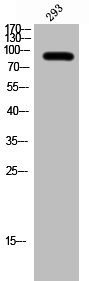 BCL6 Antibody
